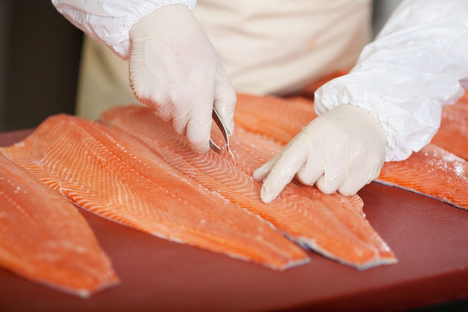 Salmon Being Processed